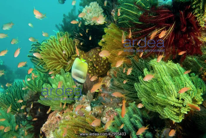 : Sunburst Butterflyfish - with Fairy basslets (Anthias : Sunburst Butterflyfish - with Fairy basslets (Anthias
