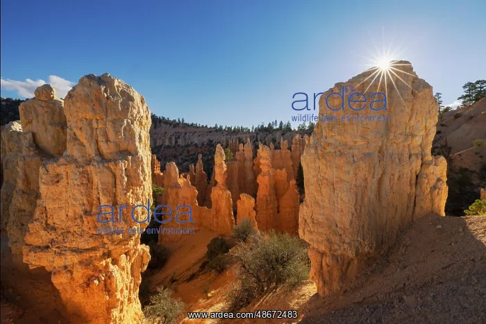 : Sunburst over Hoodoos Bryce Canyon National Park, Utah : Sunburst over Hoodoos Bryce Canyon National Park, Utah
