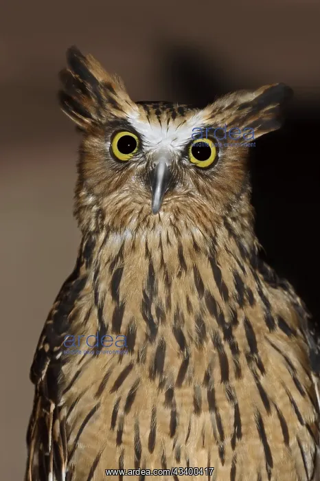 : Sunda fish owl or Malayan fish owl (Ketupa ketupu : Sunda fish owl or Malayan fish owl (Ketupa ketupu