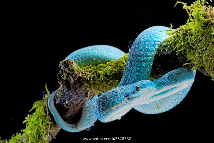 : Sunda island pitviper (Trimeresurus insularis) on : Sunda island pitviper (Trimeresurus insularis) on
