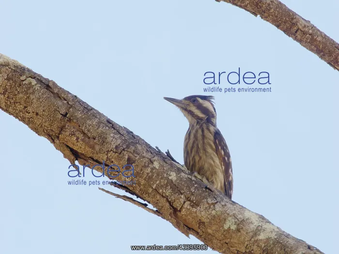 : Sunda Pygmy Woodpecker Yungipicus moluccensis Sa : Sunda Pygmy Woodpecker Yungipicus moluccensis Sa