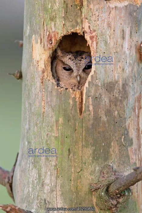 : Sunda Scops-owl (Otus lempiji) adult, looking out : Sunda Scops-owl (Otus lempiji) adult, looking out