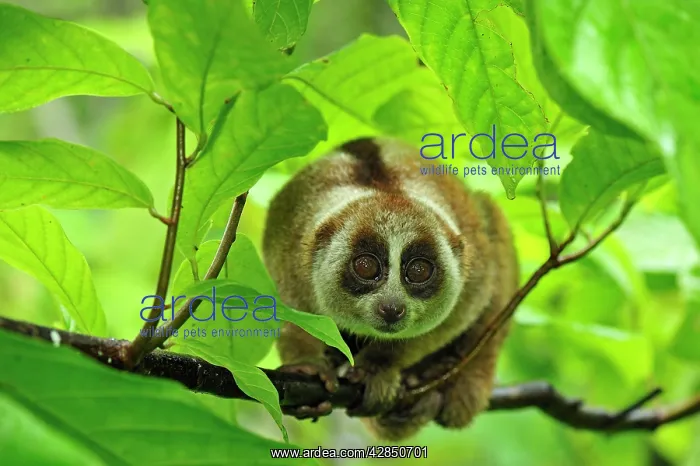 : Sunda Slow Loris : Sunda Slow Loris