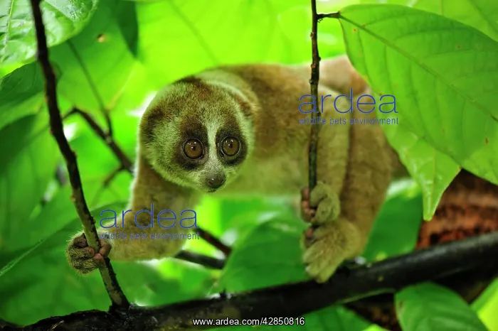 : Sunda Slow Loris : Sunda Slow Loris