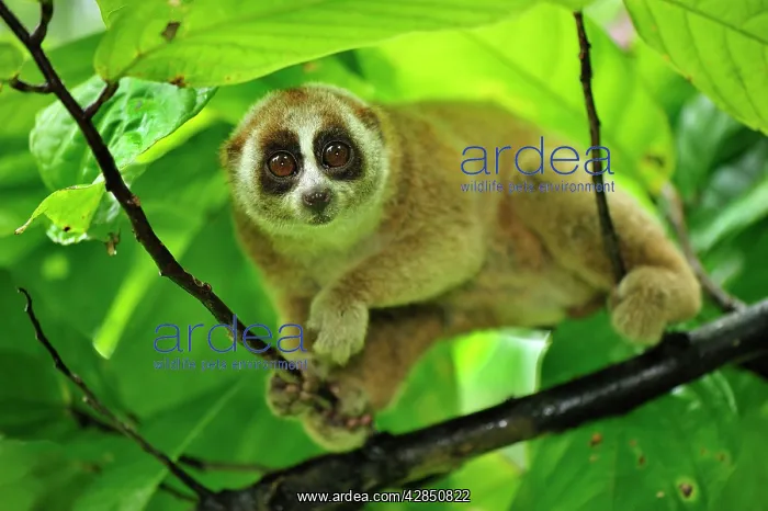 : Sunda Slow Loris : Sunda Slow Loris