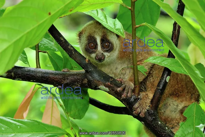 : Sunda Slow Loris : Sunda Slow Loris