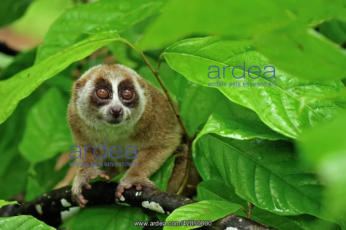 : Sunda Slow Loris : Sunda Slow Loris