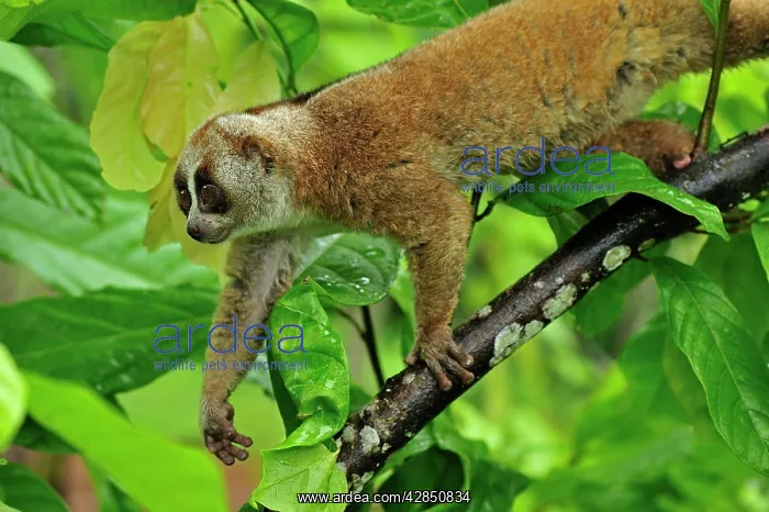 : Sunda Slow Loris : Sunda Slow Loris