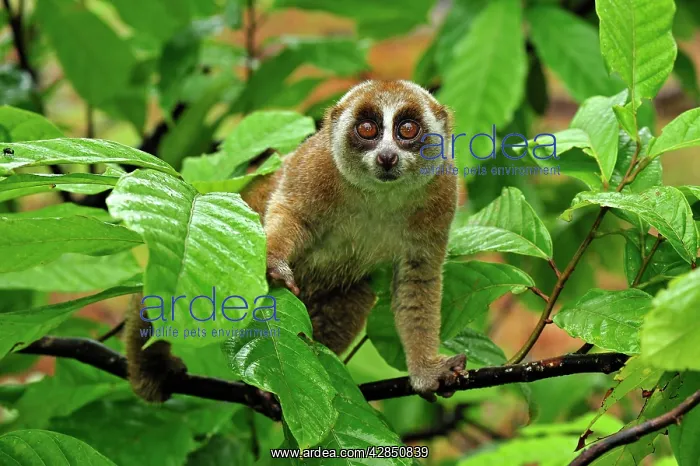 : Sunda Slow Loris : Sunda Slow Loris