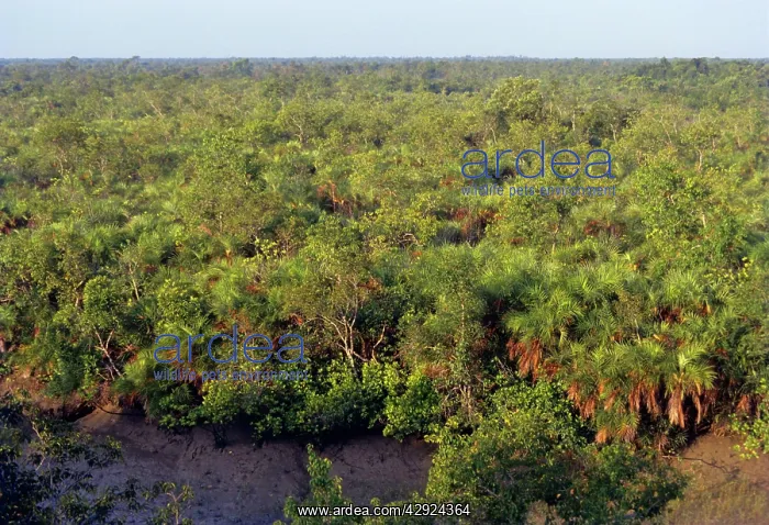 : Sunderbans - the largest stretch of mangroves forest : Sunderbans - the largest stretch of mangroves forest