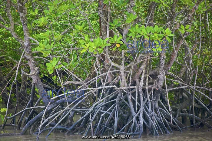 : Sunderbans national park, West Bengal, India : Sunderbans national park, West Bengal, India