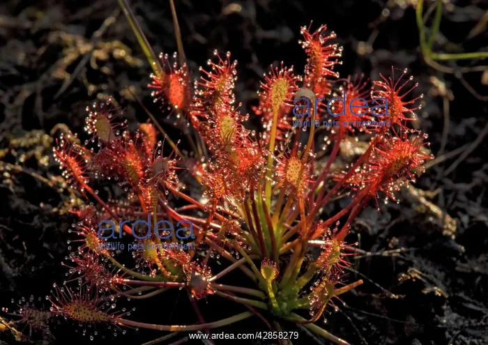 : Sundew (Drosera intermedia) : Sundew (Drosera intermedia)