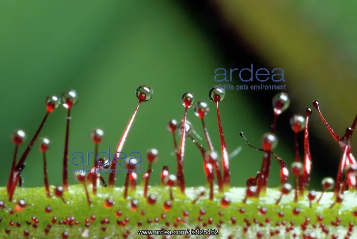 : Sundew (Drosera sp Drosera sp.). leaves with sticky droplets for catching prey : Sundew (Drosera sp Drosera sp.). leaves with sticky droplets for catching prey
