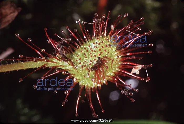 : SUNDEW : SUNDEW