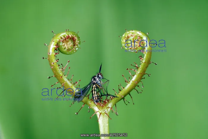 : Sundew - with a fly caught in the stickey droplets : Sundew - with a fly caught in the stickey droplets