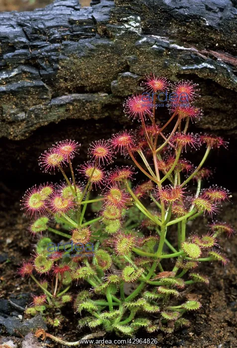 : Sundew (Insectiverous Plant) : Sundew (Insectiverous Plant)