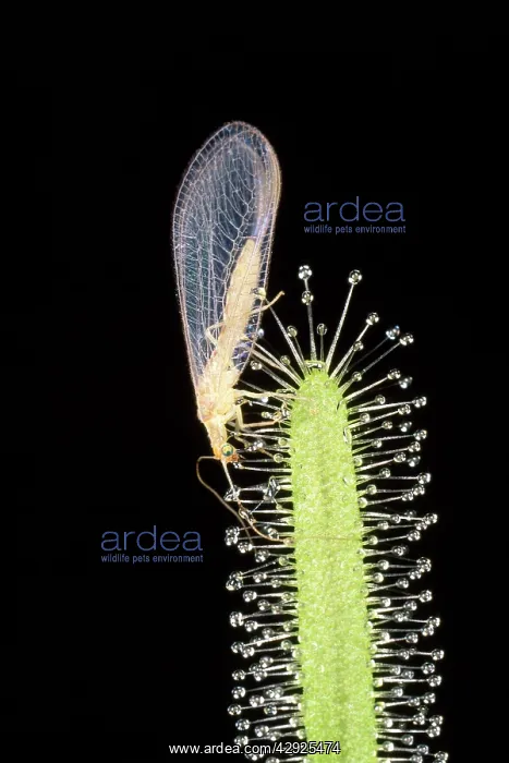 : Sundew - with a Lacewing caught in the stickey droplets : Sundew - with a Lacewing caught in the stickey droplets