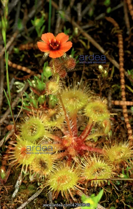 : Sundew - Lake King, Western Australia : Sundew - Lake King, Western Australia