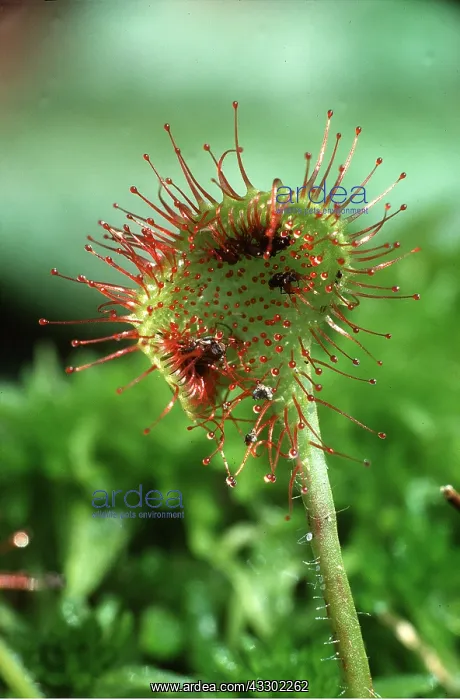 : SUNDEW LEAF : SUNDEW LEAF