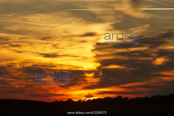 : Sundown at Reemsterveld National Park the Hoge : Sundown at Reemsterveld National Park the Hoge