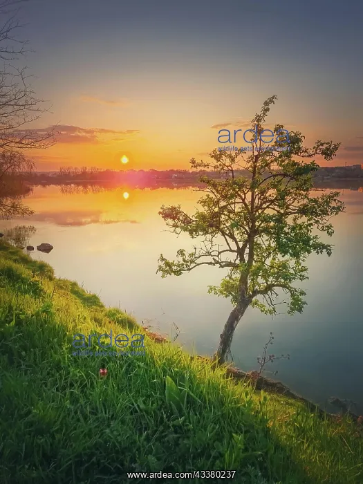 : Sundown scene at the lake with a single tree on : Sundown scene at the lake with a single tree on