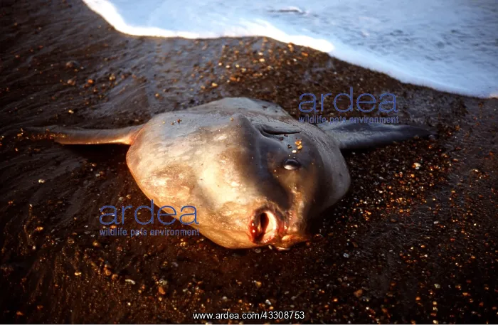 : Sunfish - dead on beach : Sunfish - dead on beach