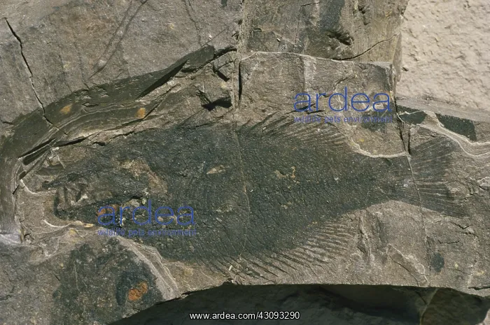 : Sunfish Fossil : Sunfish Fossil