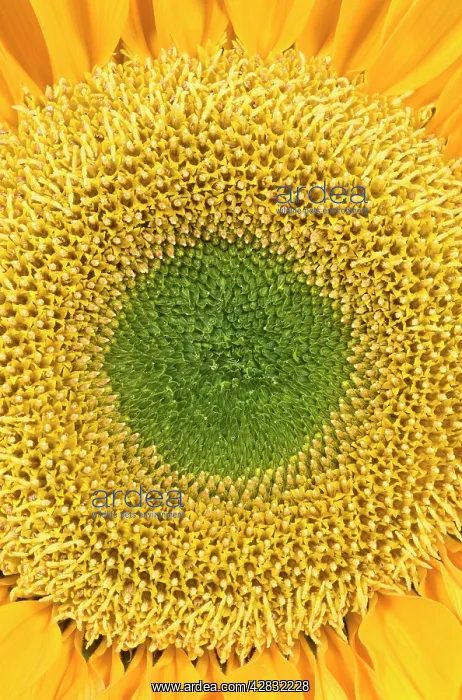  : Sunflower (Helianthus sp.)