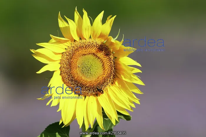 : Sunflower (Helianthus annuus). Sault, Vaucluse, France : Sunflower (Helianthus annuus). Sault, Vaucluse, France