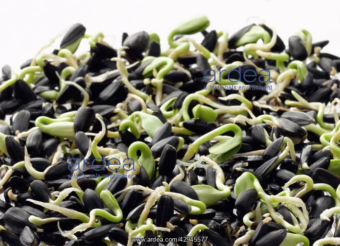 : Sunflower, Helianthus annuus : Sunflower, Helianthus annuus