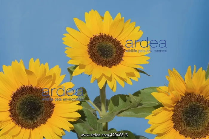  : Sunflower (Helianthus annuus)