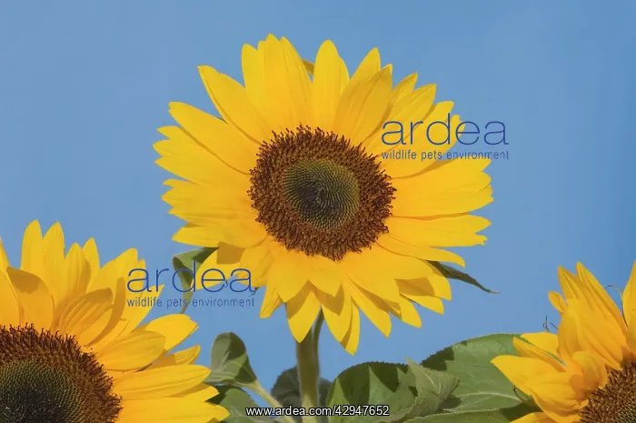  : Sunflower (Helianthus annuus)