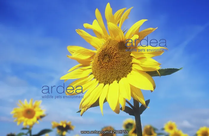 : Sunflower, Helianthus annuus : Sunflower, Helianthus annuus