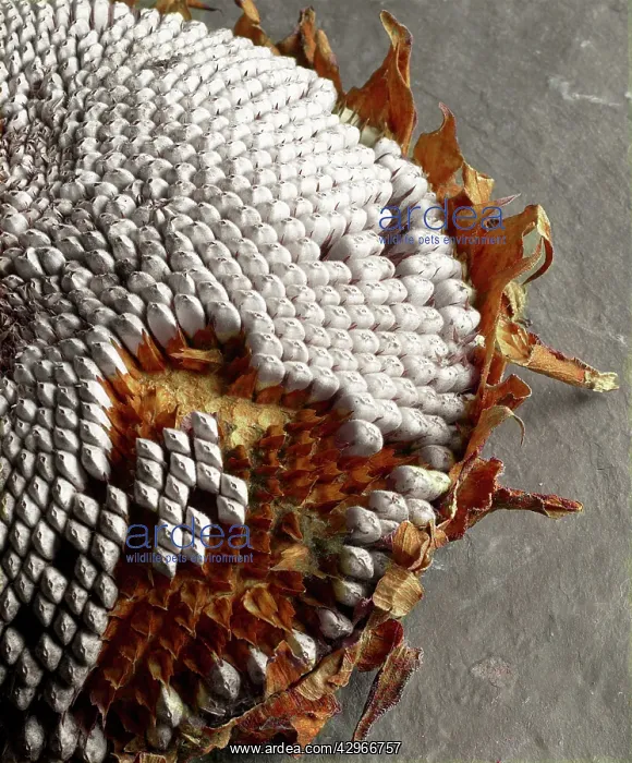 : Sunflower, Helianthus annuus : Sunflower, Helianthus annuus