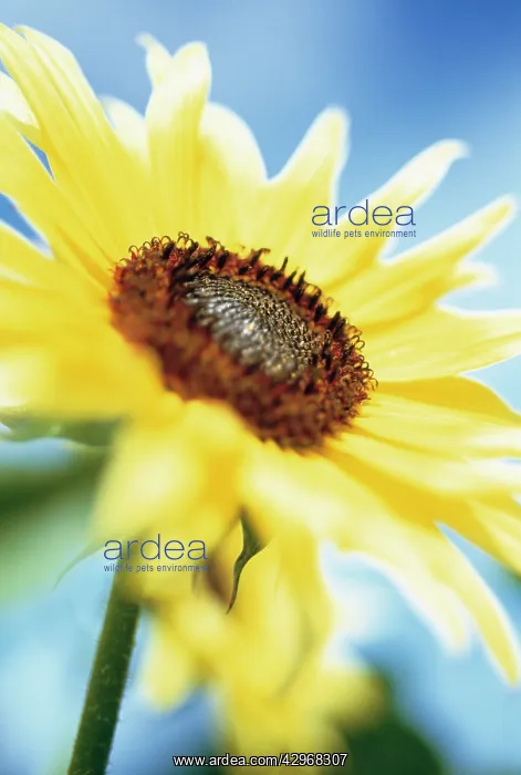 : Sunflower, Helianthus annuus : Sunflower, Helianthus annuus