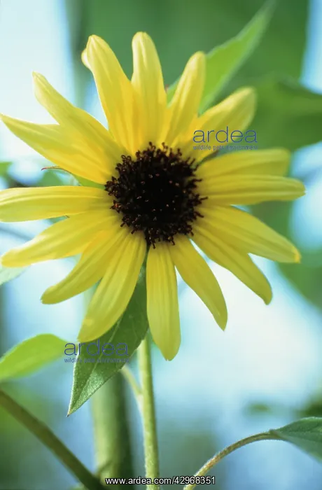 : Sunflower, Helianthus annuus : Sunflower, Helianthus annuus