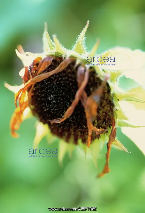 : Sunflower, Helianthus annuus : Sunflower, Helianthus annuus