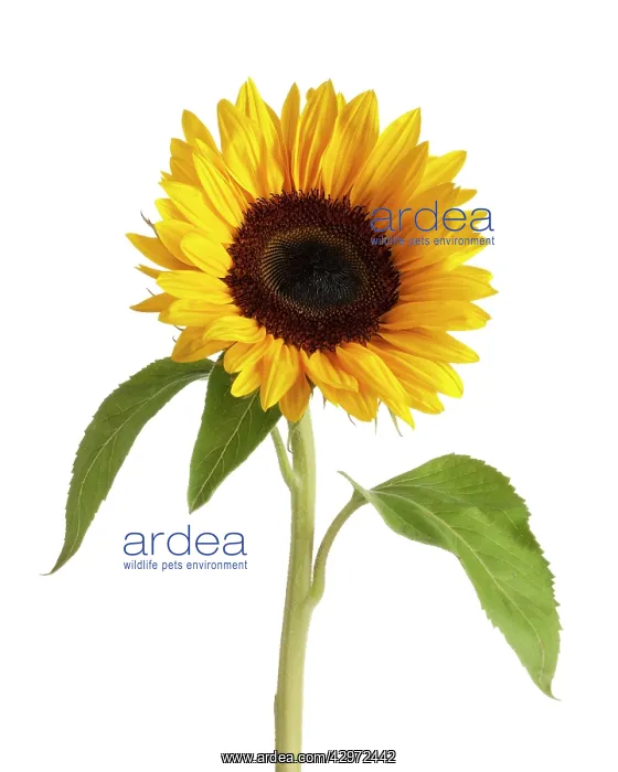 : Sunflower, Helianthus annuus : Sunflower, Helianthus annuus