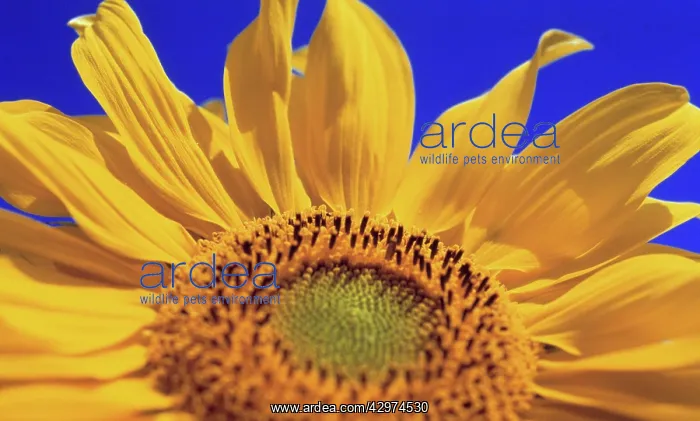 : Sunflower, Helianthus annuus : Sunflower, Helianthus annuus
