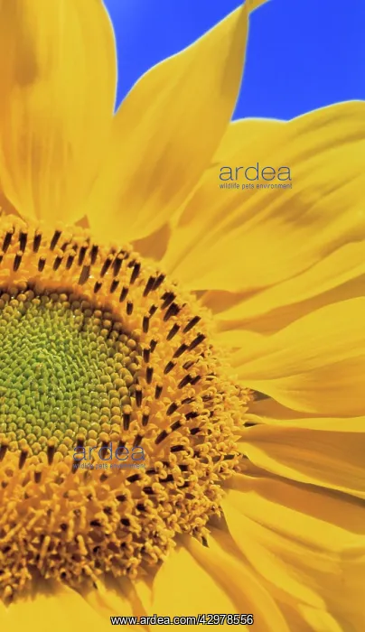 : Sunflower, Helianthus annuus : Sunflower, Helianthus annuus
