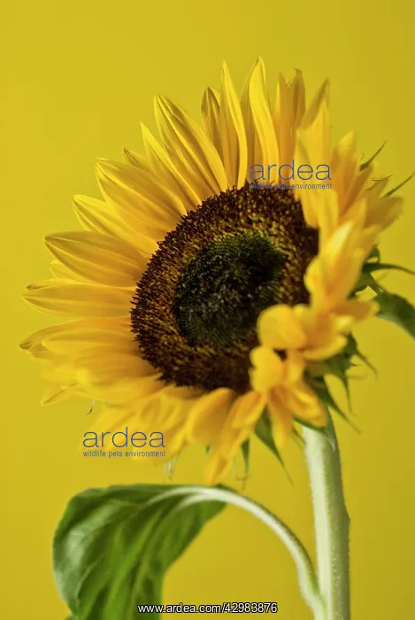 : Sunflower, Helianthus annuus : Sunflower, Helianthus annuus