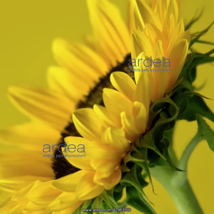 : Sunflower, Helianthus annuus : Sunflower, Helianthus annuus