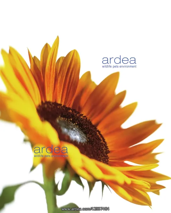 : Sunflower, Helianthus annuus : Sunflower, Helianthus annuus
