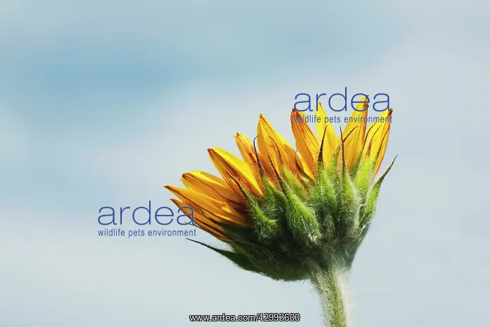  : Sunflower, Helianthus annuus