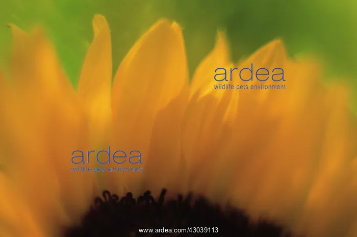 : Sunflower, Helianthus annuus : Sunflower, Helianthus annuus