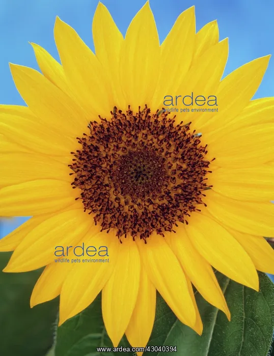 : Sunflower, Helianthus annuus : Sunflower, Helianthus annuus