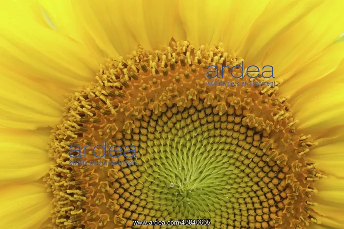  : Sunflower