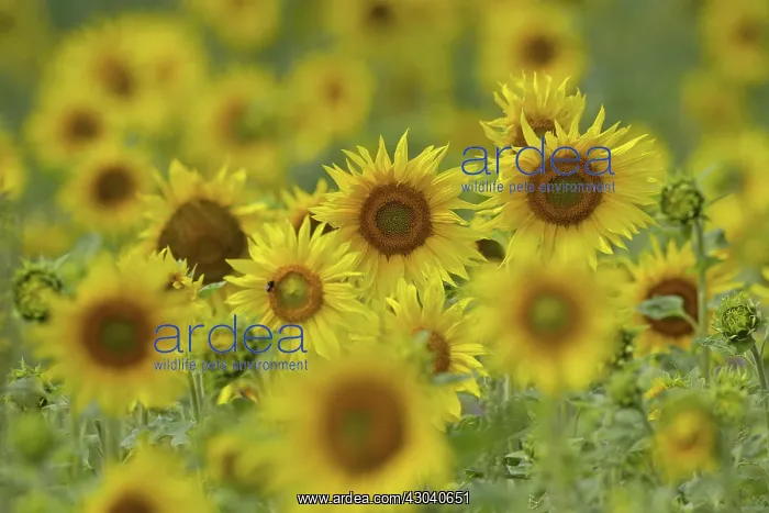  : Sunflower