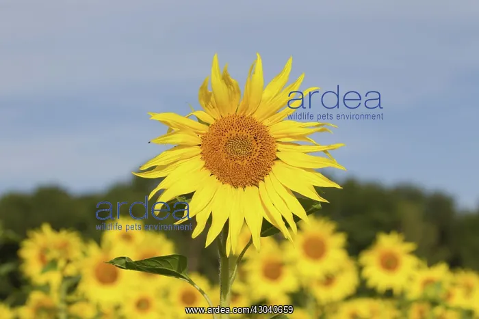  : Sunflower