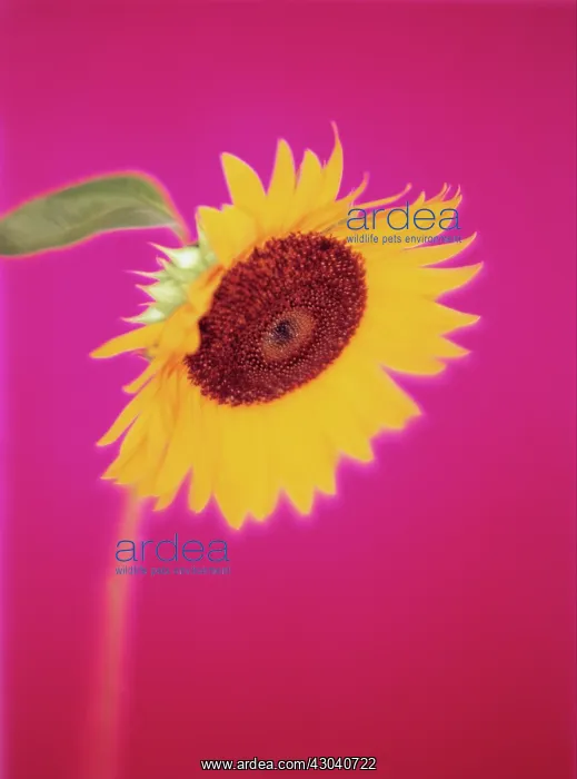 : Sunflower, Helianthus annuus : Sunflower, Helianthus annuus